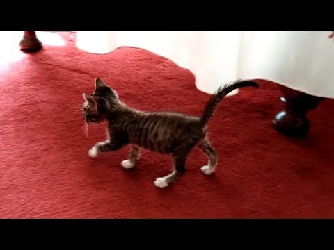 This kitten is no longer skinny!