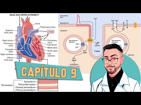 Fisiologia - O Coração Como Bomba (Capítulo 9) │ Guyton