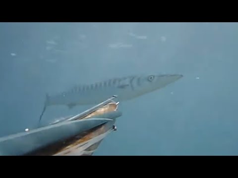 Pescasub: Barracuda xxl