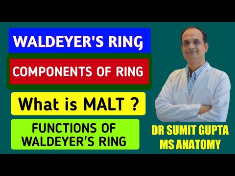 WALDEYER'S RING | Pharynx | Components |