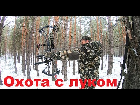 Охота с луком на кабана, подготовка, советы. Часть 1.