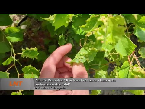 "Si entrara la filoxera a Lanzarote sería el desastre total"