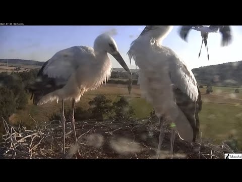 Melyik kenõcs jobb a vállízület artrózisához