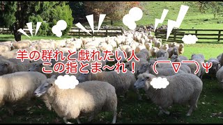 ニュージーランドの羊の群れと戯れたい人この指と~まれ!