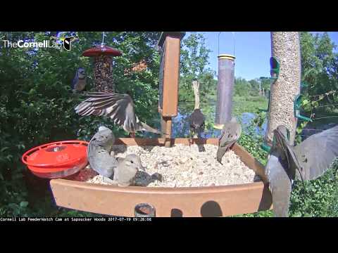 Summer Morning on the Patio – Cornell Feeders – July 19, 2017