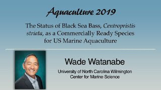 Download Lagu Wade Watanabe: Black Sea Bass, Centropristis striata, Aquaculture Thumbnail