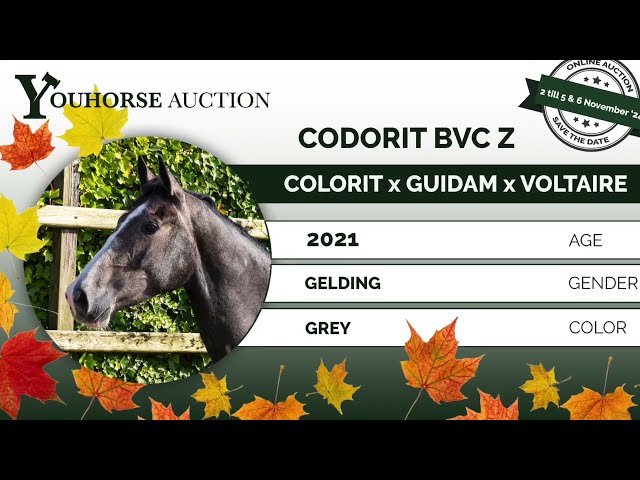 Codorit under the saddle