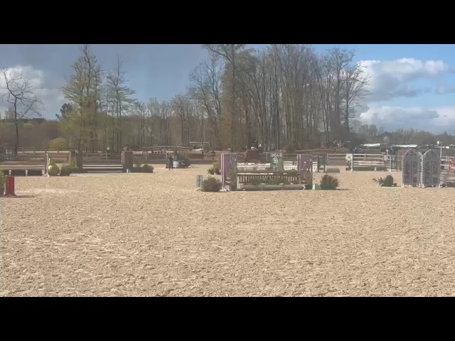 Gelding Selle Fran&ccedil;ais For sale 2021 Chesnut