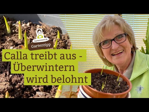 Overwintering calla is worthwhile: properly cared for, it will sprout again