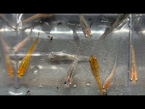 How to raise medaka fry