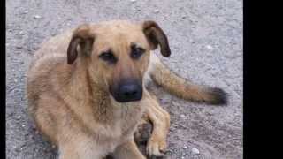 Happy Rhodes - Mercy Street