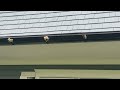 Multiple Yellow Jacket Nests on the Gutter in Rumson, NJ