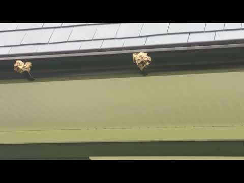 Multiple Yellow Jacket Nests on the Gutter in Rumson, NJ