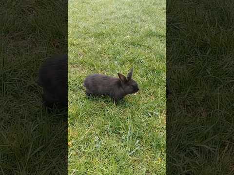 ☺️????????????Michal Tučný - Rád se brouzdám rosou #animals #animales #zvieratá #zvířata