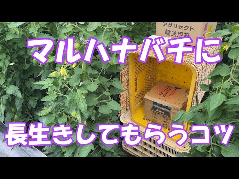 QR コードが研究者によるマルハナバチの行動の理解にどのように役立つか