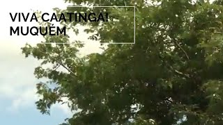 Miniatura do vídeo