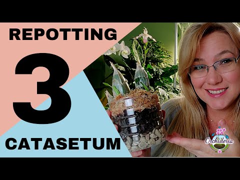 Catasetum Orchids: Why, When & How to Repot