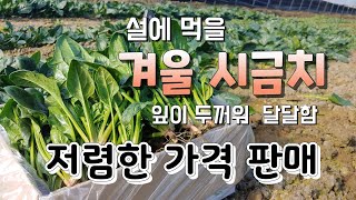겨울 시금치 잎이 두껍고 달고 맛난 시금치 판매 시금치 무침 시금치요리