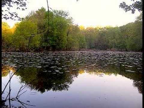 Wetlands Photography : Athens Ga.- Music By : Scarry Garcia