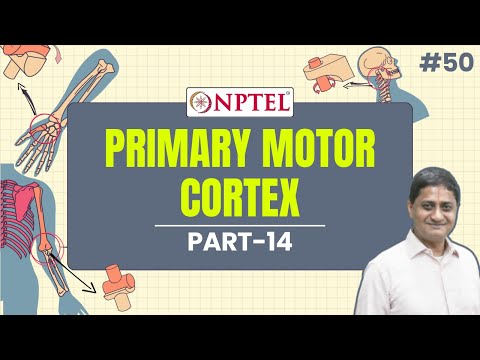 #50 Primary Motor Cortex | Part 14 | Neuroscience of Human Movement