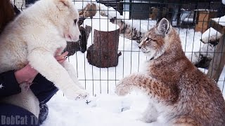 ЗНАКОМСТВО РЫСИ С ЩЕНКОМ "АЛАБАЯ". Первая прогулка Тая с Умкой