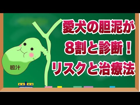 犬の異食症症候群 - 症状と治療法