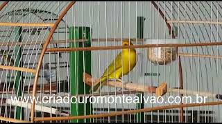 LUA CHEIA II CMA