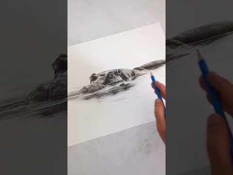 Drawing of this hippo in charcoal pencils black and white. 11 X 14 inch Canson paper