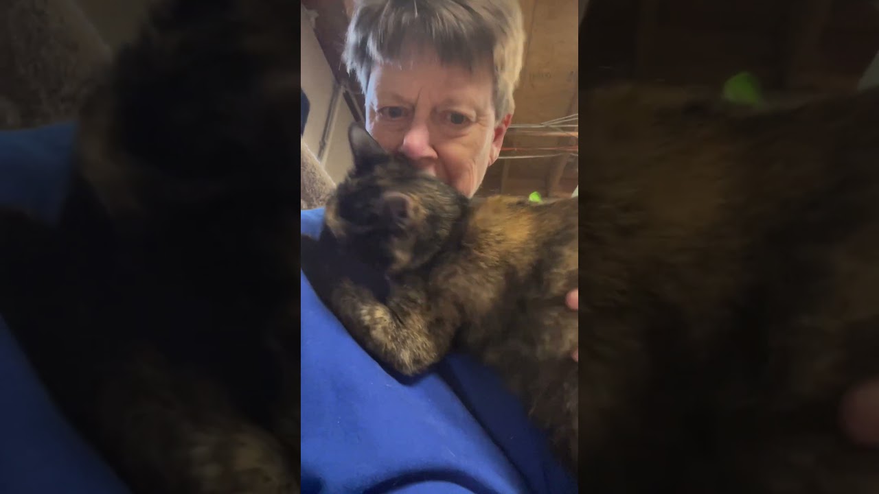 Lindy, a Adoptable mixed breed in Ballwin, MO video 3/3