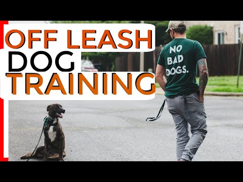 YouTube video about: How to train with an e collar?