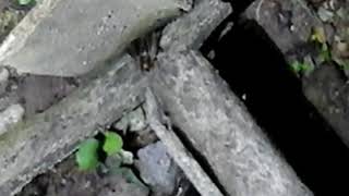 Download lagu BUNYI CENGKERIK mp3