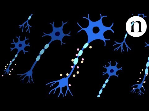 Spinal-cord injury: s﻿purring regrowth