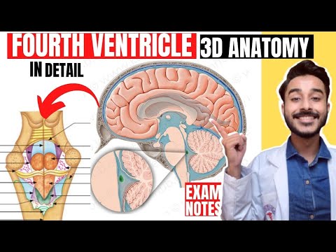 fourth ventricle anatomy 3d | floor of fourth ventricle of brain anatomy