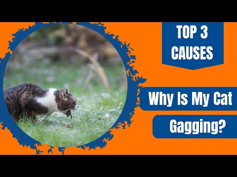 Why is My Cat Gagging? - Top 3 Common Causes