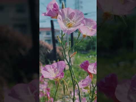 大きな月見草 植物