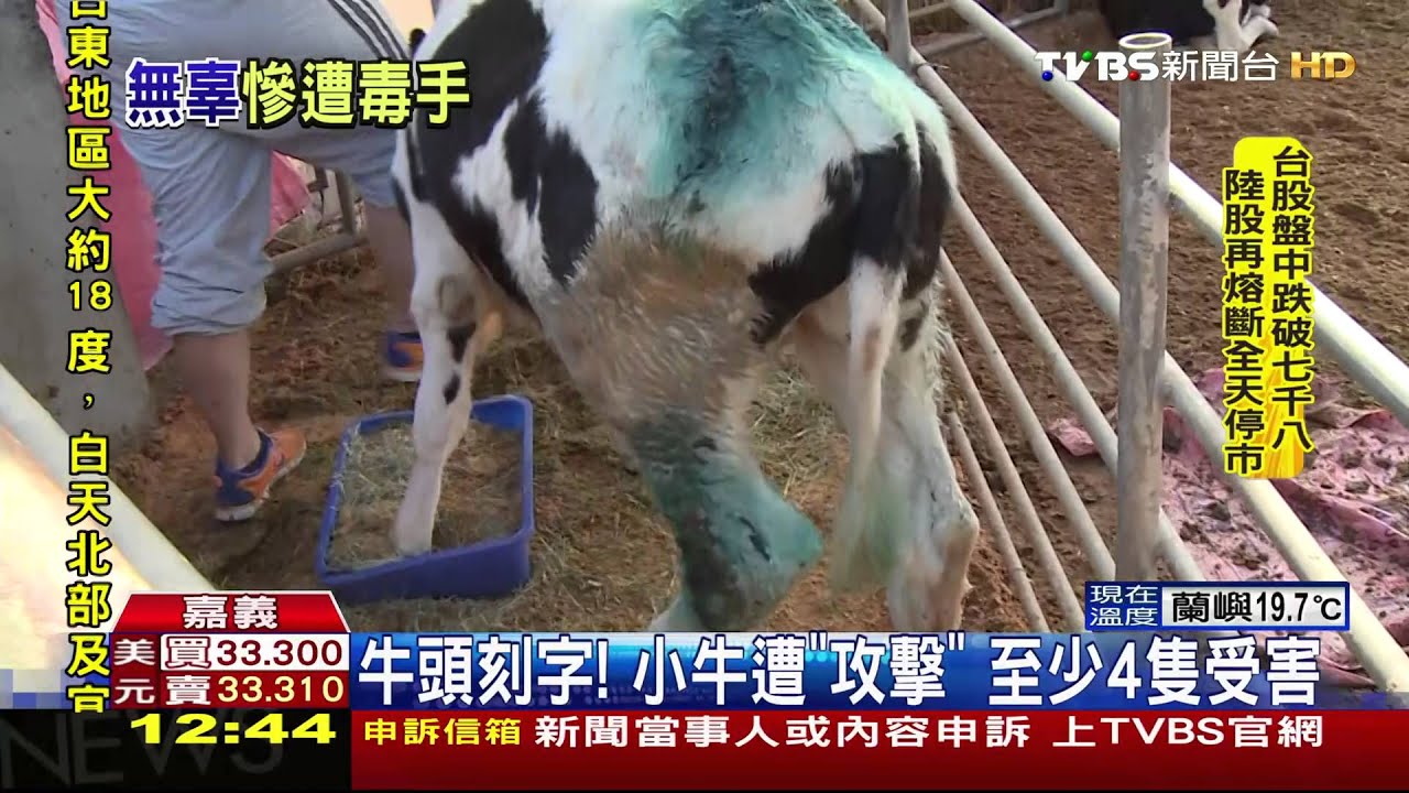 心疼!嘉大小牛受害 額頭遭刻「7」傷口
