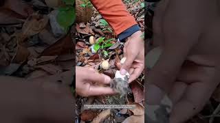 Harvesting Wild Mushrooms: Careful Collection from the Forest Floor