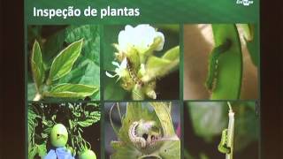Palestra "Principais Pragas da Soja"