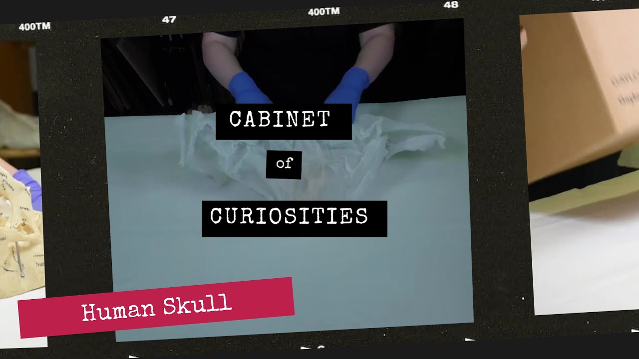 Cabinet of Curiosities: Human Skull
