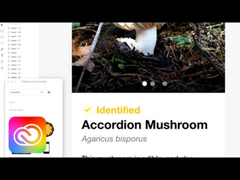 Live UI/UX Design with Aly Weir - 3 of 3 | Adobe Creative Cloud