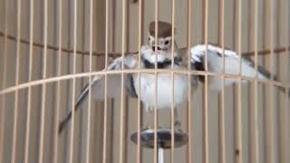 Download lagu Mongolian lark singing and dancing mp3 Download lagu Mongolian lark singing and dancing mp3