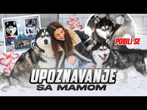 VUKI UPOZNAJE SVOJU PRAVU MAMU * pobili se *