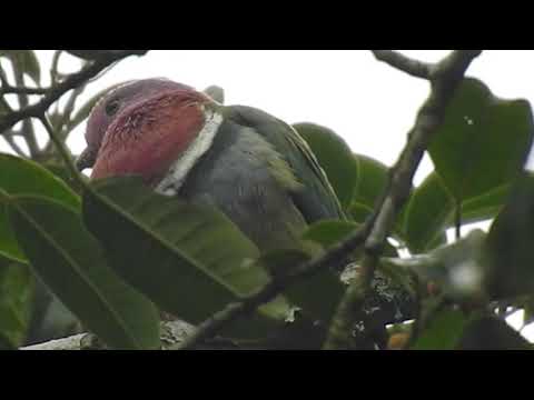 Pink-headed fruit dove