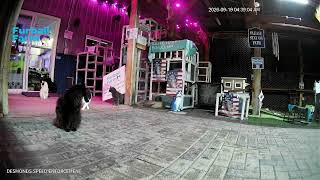 Furball Farm Cat Sanctuary! (24/7) live webcam