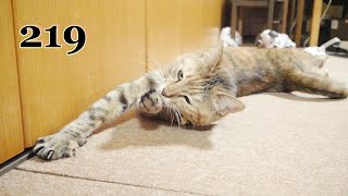ちょこ宗成長日記219 11月30日