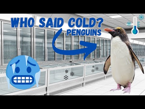 This Is The Reason Why PENGUINS can withstand EXTREME COLD 🐧❄❄
