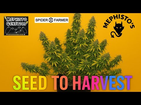 Complete Seed to Harvest Autoflower Grow - Mephistos Sweet & Sour - Spiderfarmer SE-3000 