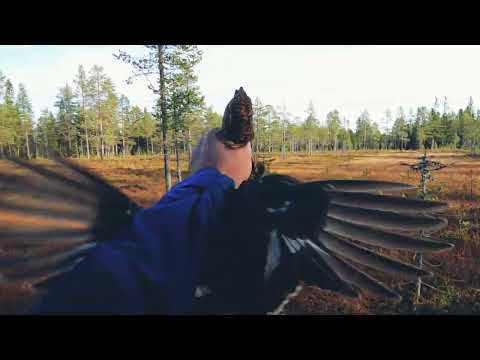 skogsfågeljakt med Gry