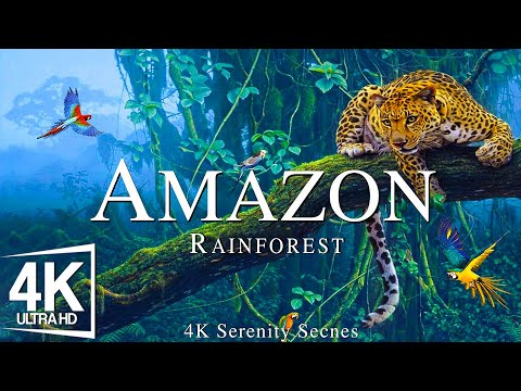 Über Amazon fliegen - entspannende Musik mit wunderschöner natürlicher Landschaft (Videos 4K)