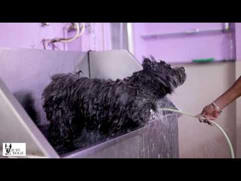 Malhar Thakar's Pet Gafur's Day at Just Dogs - Pet Spa